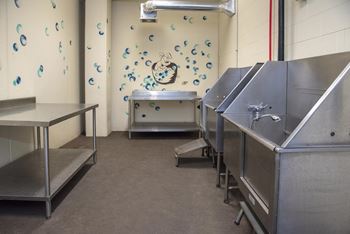 Indoor dog washing stations with ramp for your pet and two drying stations.